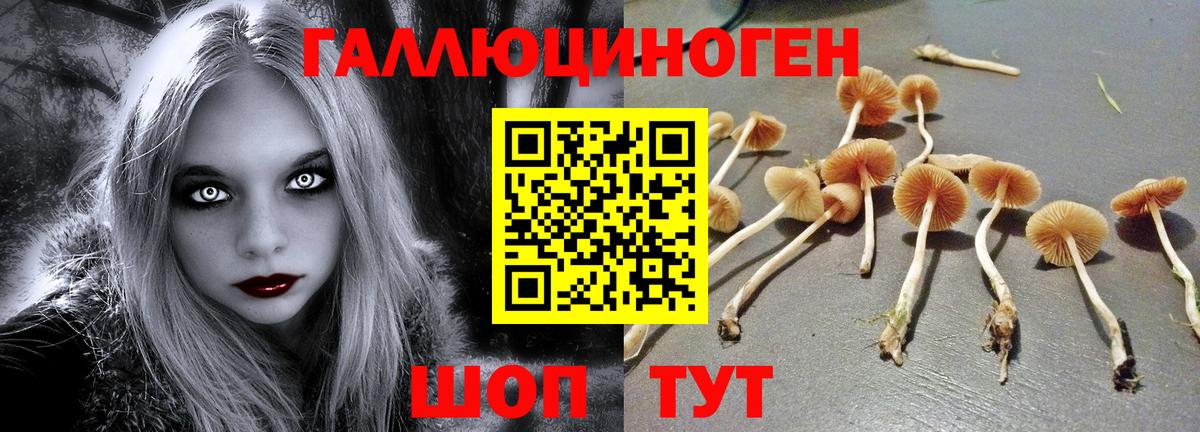 Галлюциногенные грибы Cubensis Канаш